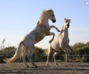 пазл Две белые лошади
